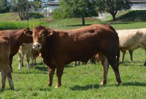 Άλλα ζώα σε αυτό το διαμέρισμα ή στη γύρω περιοχή