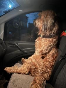 un perro sentado en el asiento del conductor de un coche en Ferienwohnung Zur Tanne, en Bad Dürrheim