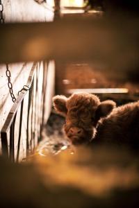 Ein braunes Lammbaby steht neben einem Zaun in der Unterkunft Agriturismo Bon Tajer 