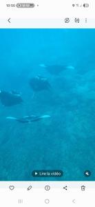 una pantalla de ordenador con la imagen de un tiburón en el agua en Bora Bora ou Maupiti sur un voilier, en Ataiti