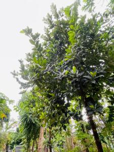 Zahrada ubytování Menes Guesthouse