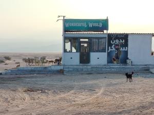 un chien debout devant un bâtiment dans le désert dans l'établissement Halfway motel, à An Namatah