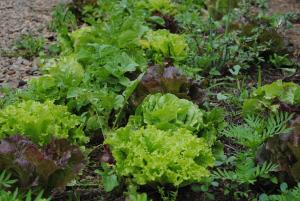 a garden with green lettuces and other plants at Hostal Casa Amaya in Vallehermoso