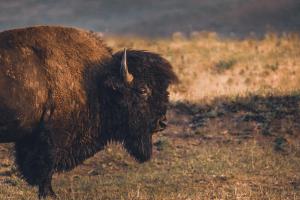Gallery image of Hyatt Place Bozeman Yellowstone Airport in Belgrade