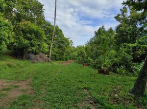 Κήπος έξω από το Stone Garden +11 φωτογραφίες