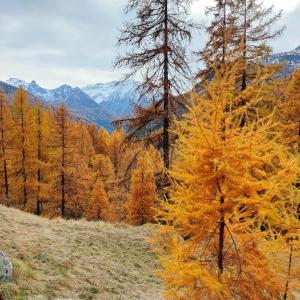 ein gelber Baum an der Seite eines Hügels in der Unterkunft Casa Indipendente Val d'Ayas - Challand Saint Anselme in Challand Saint Anselme