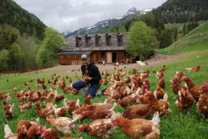 a man surrounded by chickens in a field at Farmhouse- Bed and Breakfast Kösslergut in Zederhaus