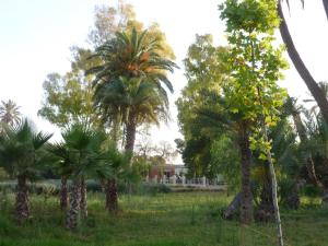 a group of palm trees in a field at Maison d'hôtes Oujda in Oujda