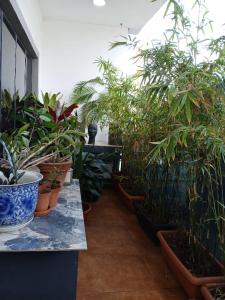 a group of potted plants sitting on a table at Vaj in Lagos