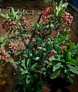 Κήπος έξω από το Kinyanjui's homes 004 +20 φωτογραφίες