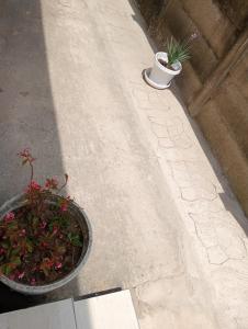 Zahrada ubytování Melee's house