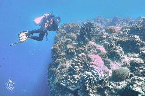 GuindulmanにあるDENTRISTOD Vacation Rentalのサンゴ礁上でのスキューバダイビング