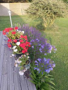 drie potten bloemen op een houten tafel bij en baie de somme in Cayeux-sur-Mer
