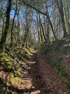 Φωτογραφία από το άλμπουμ του Studio neuf dans un espace boisé σε Locronan +6 φωτογραφίες
