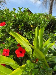 a bush with red flowers and green plants at Villa Casa Houback in Oussouye