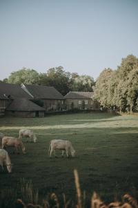 a group of pigs grazing in a field at Aan 't Laantje in Wittem