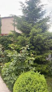 Κήπος έξω από το Avan Luxury villa