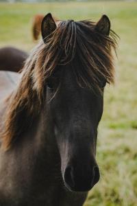 ハヴォルスヴォルールにあるAris placeのギャラリーの写真