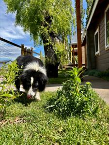 Domácí mazlíčci ubytovaní s hosty v ubytování El Estero + 6 fotografií