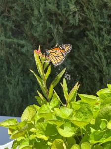 Galeriebild der Unterkunft Tustin Palace EV Charger Close To Disneyland in Tustin