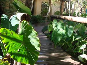 una pasarela de madera en un jardín con grandes plantas verdes en Jedidja Bed and Breakfast, en Bloemfontein