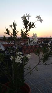 a plant with white flowers in front of a sunset at Solar Dos Viscondes - Turismo De Habitacao in Ferreira do Alentejo