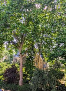 Zahrada ubytování Curzon House Hotel