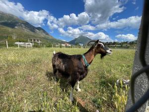 Άλλα ζώα σε αυτός ο ξενώνας ή στη γύρω περιοχή +33 φωτογραφίες