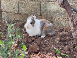 Άλλα ζώα σε αυτός ο ξενώνας ή στη γύρω περιοχή