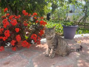 Κατοικίδιο ή κατοικίδια επισκεπτών που μένουν στο PANORAMIC VIEW Xhanari Guesthouse Tepelene