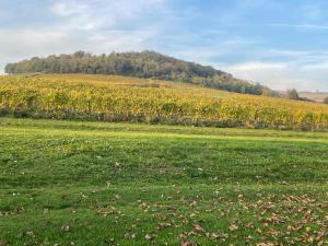 a field of green grass with a field of flowers at La maison du vigneron in Ternand