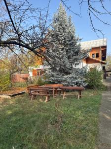 a picnic table and a pine tree in the grass at Cazare muncitori Ploiesti -workers accommodation in Ţînţăreni +26 photos