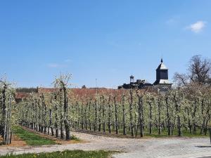 兰登Met een knipoog naar de fruitstreek!的葡萄园里一排树木，背景中有一座风车。