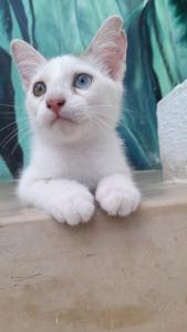 Domácí mazlíčci ubytovaní s hosty v ubytování Gadea Boutique Hotel& Gadea Garden Italian Restaurant