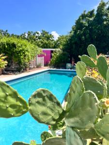 Πισίνα στο ή κοντά στο Tropical Breeze "Dushi Bida" +9 φωτογραφίες