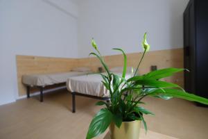 Un dormitorio con una cama y una planta en maceta. en Komorebi, en Locatello