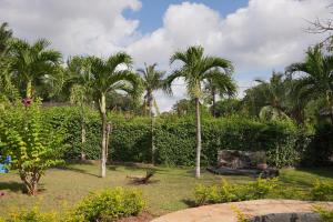 a group of palm trees in a garden at Cozy 1-BR Garden Cottage near Diani Beach in Galu
