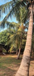 Κήπος έξω από το Yala Tropical Lodge +8 φωτογραφίες