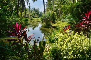 a small pond in the middle of a jungle at EcoBlueprint Garden in Pannala