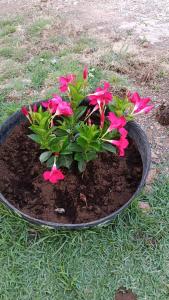 un pot de fleurs avec des fleurs roses dedans dans l'établissement Chalédri, à Chapada dos Guimarães