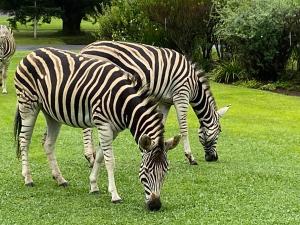 Zvířata v prázdninového domu nebo okolí