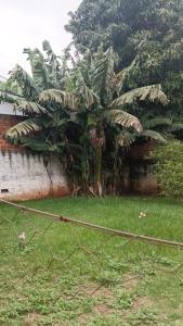 un cortile con un mucchio di piante nell'erba di Aconchego II a Foz do Iguaçu