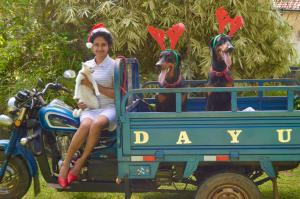 a woman riding in a horse drawn wagon with two dogs at EcoBlueprint Garden in Pannala