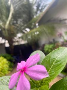 Zahrada ubytování Uzuri house