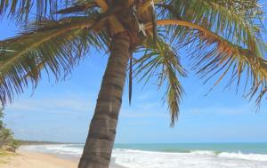 a palm tree on a beach with the ocean at Sossego em Imbassaí in Mata de Sao Joao