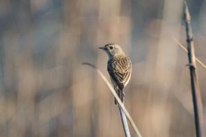 Άλλα ζώα σε αυτό το δωμάτιο σε οικογενειακή κατοικία ή στη γύρω περιοχή