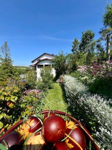 ein Korb mit Äpfeln in einem Garten mit Blumen in der Unterkunft Casa Nopcea in Silvaşu de Sus