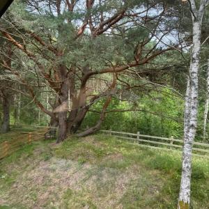 a large tree in a field next to a fence at Tago Forest - Dune Apartments in Jūrmalciems