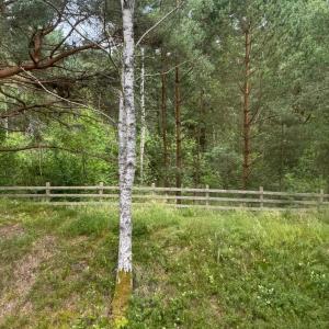 a white tree in a field next to a fence at Tago Forest - Dune Apartments in Jūrmalciems
