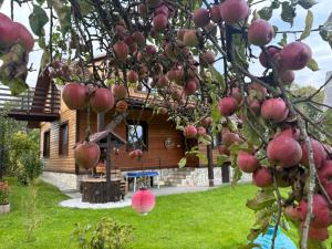 Nowosielce KozickieAgroturystka Dom w Owocowym Sadzie的房子前面一棵苹果树 更多33张照片